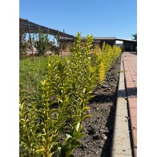 Ligustrum Ovalifolium Aureum (Lemn cânesc auriu) – Gard viu spectaculos, luminos și semiveșnic verde