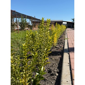 Ligustrum Ovalifolium Aureum (Lemn cânesc auriu) – Gard viu spectaculos, luminos și semiveșnic verde