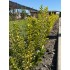 Ligustrum Ovalifolium Aureum (Lemn cânesc auriu) – Gard viu spectaculos, luminos și semiveșnic verde