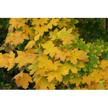 Arțar de Câmp (Acer platanoides) – Vigoare, eleganță și umbră perfectă pentru grădina ta