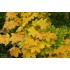 Arțar de Câmp (Acer platanoides) – Vigoare, eleganță și umbră perfectă pentru grădina ta