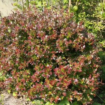 Berberis Red Jewel (Dracilă japoneză) 