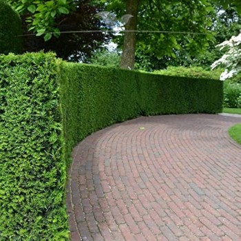 Tisă Europeană (Taxus baccata) 