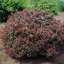 Berberis Atropurpurea Nana (Dracilă japoneză pitică)
