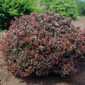 Berberis Atropurpurea Nana (Dracilă japoneză pitică)