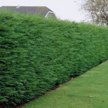 Chiparos Leylandii (Cupressocyparis leylandii)