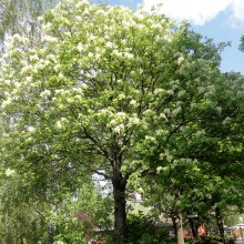 Frasin de Munte (Fraxinus ornus) - Flori Albe Parfumate