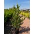 Chiparos Leylandii (Cupressocyparis leylandii)