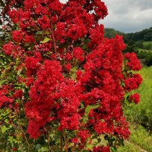 Lagerstroemia indica 'Dynamite' (Liliac Indian Roșu Aprins)
