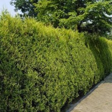 Chiparos Leylandii Castlewellan Gold