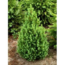Molid Pitic Conic (Picea glauca 'Conica')