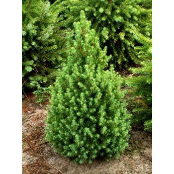 Molid Pitic Conic (Picea glauca 'Conica')