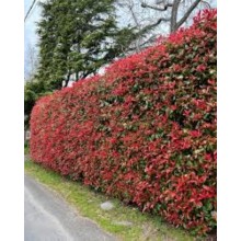 Photinia Red Robin (Fotinia)