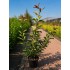 Photinia Red Robin (Fotinia)