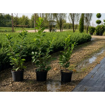 Prunus Laurocerasus Novita (Laur Englezesc Novita)