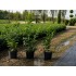 Prunus Laurocerasus Novita (Laur Englezesc Novita)
