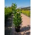 Prunus Laurocerasus Novita (Laur Englezesc Novita)