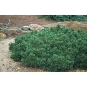 Pin Pitic Pumilio (Pinus mugo 'Pumilio') 