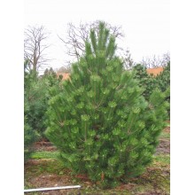 Pin Negru Austriac (Pinus nigra subsp. nigra / austriaca)