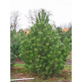 Pin Negru Austriac (Pinus nigra subsp. nigra / austriaca)
