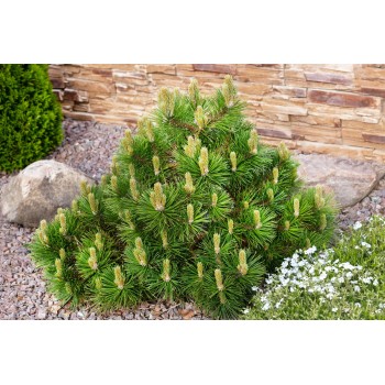Pin Pitic Montan Mughus (Pinus mugho 'Mughus')