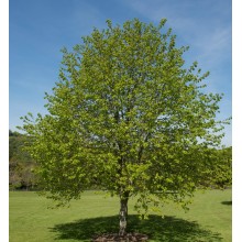Tei Pucios / Tei cu Frunză Mică (Tilia