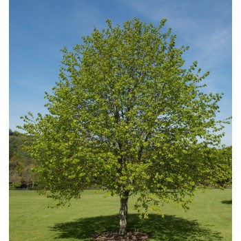 Tei Pucios / Tei cu Frunză Mică (Tilia