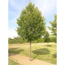 Tei Pucios 'Greenspire' (Tilia cordata)