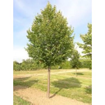 Tei Pucios 'Greenspire' (Tilia cordata)