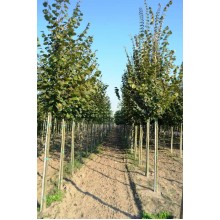 Tei cu Frunză Mare (Tilia platyphyllos)