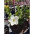 Gardenia J. Kleims Hardy