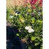 Gardenia J. Kleims Hardy