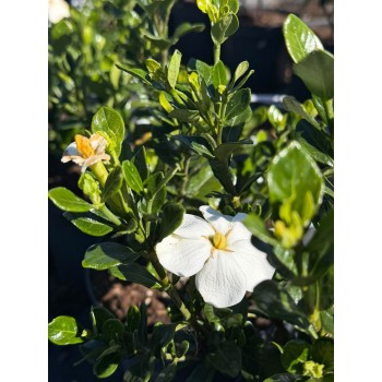 Gardenia J. Kleims Hardy