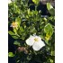 Gardenia J. Kleims Hardy