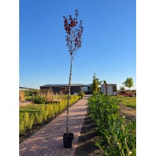 Prunus cerasifera Nigra (Corcoduș Roșu Ornamental) – Calitate Premium