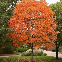 Arțar Argintiu (Acer saccharinum) – Eleganță bicolore și umbră generoasă într-un timp record