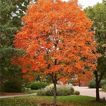 Arțar Argintiu (Acer saccharinum) – Eleganță bicolore și umbră generoasă într-un timp record