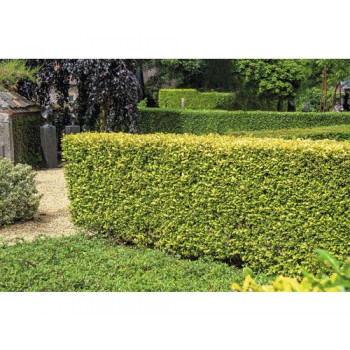 Ligustrum Ovalifolium Aureum (Lemn cânesc auriu) – Gard viu spectaculos, luminos și semiveșnic verde