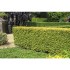 Ligustrum Ovalifolium Aureum (Lemn cânesc auriu) – Gard viu spectaculos, luminos și semiveșnic verde