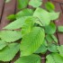 Carpen Piramidal 'Fastigiata' (Carpinus betulus)