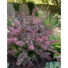 Berberis Harlequin (Dracilă japoneză pestriță)