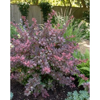 Berberis Harlequin (Dracilă japoneză pestriță)