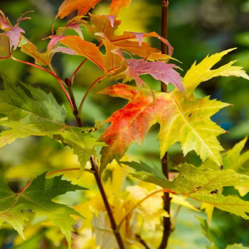 Arțar Argintiu (Acer saccharinum) – Eleganță bicolore și umbră generoasă într-un timp record