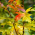 Arțar Argintiu (Acer saccharinum) – Eleganță bicolore și umbră generoasă într-un timp record