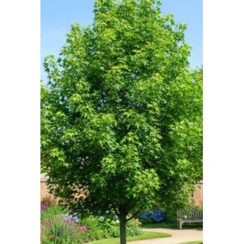 Arțar de Câmp (Acer platanoides) – Vigoare, eleganță și umbră perfectă pentru grădina ta