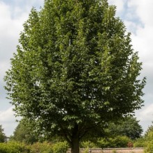 Frasin Comun (Fraxinus excelsior) - Arbore Ornamental Rezistent