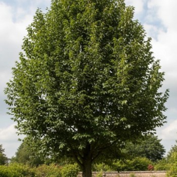 Frasin Comun (Fraxinus excelsior) - Arbore Ornamental Rezistent
