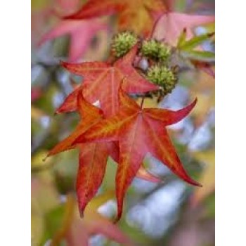 Arbore de Ambră (Liquidambar styraciflua) - Culori de Toamnă
