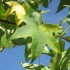 Arbore de Ambră (Liquidambar styraciflua) - Culori de Toamnă