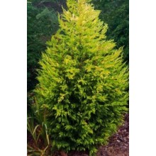 Cupressociparys Leylandi  'Aurea Fastigiata')